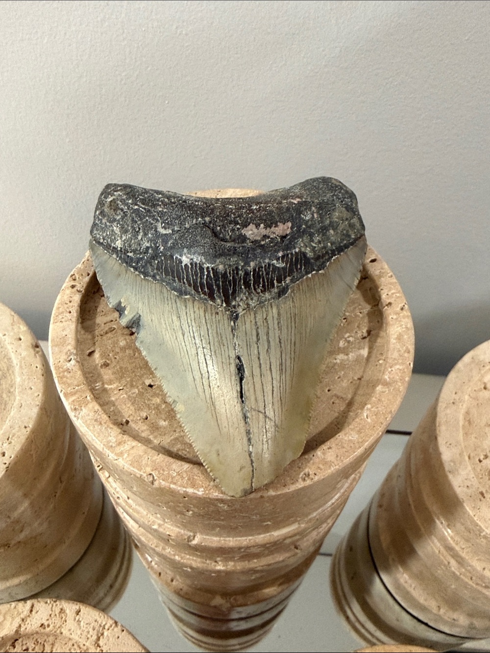 Megalodon Shark Tooth - Stunning Piece